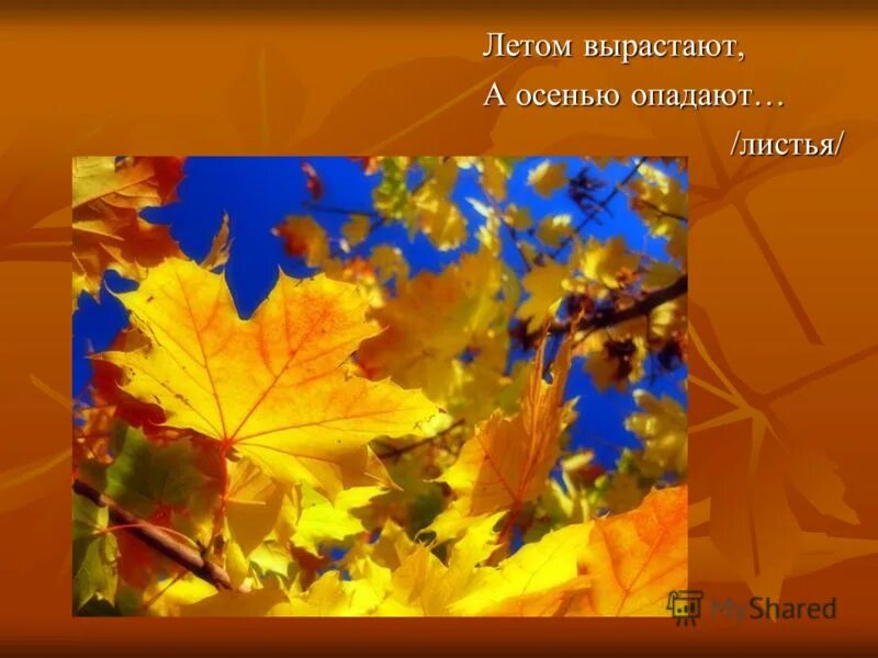 Бунин листопад выразительные средства. Летом вырастают, осенью опадают. (листья). слайд на тему листопад. летом вырастают а осенью опадают. стих листопад.