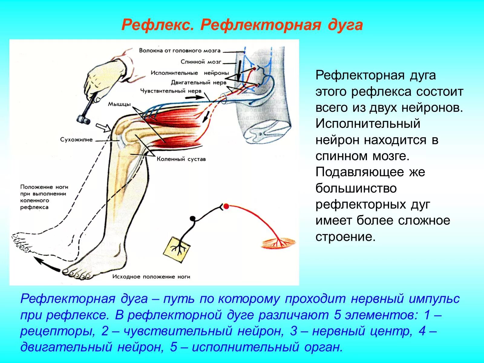 Рефлекс живого. Дуга коленного рефлекса нерв. Вегетативная рефлекторная дуга анатомия. Звенья рефлекторной дуги коленного рефлекса. Рефлекторная дуга разгибательного рефлекса рефлекса схема.