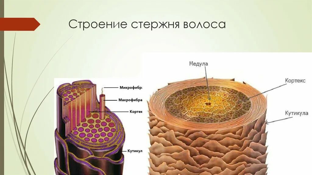 Строение волоса кутикула Кортекс Медула. Строение стержня волоса человека Кортекс. Медула Кортекс кутикула. Строение волоса Кортекс.