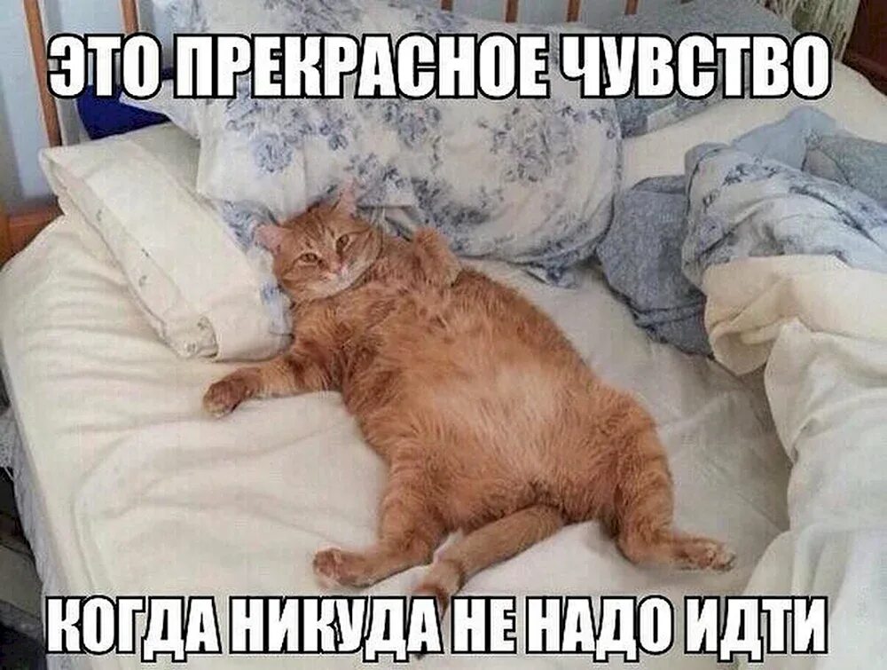 Котик зевает. Милый больше не проснется. Мимишные котики. Милый больше не проснется. Милый больше не проснется.