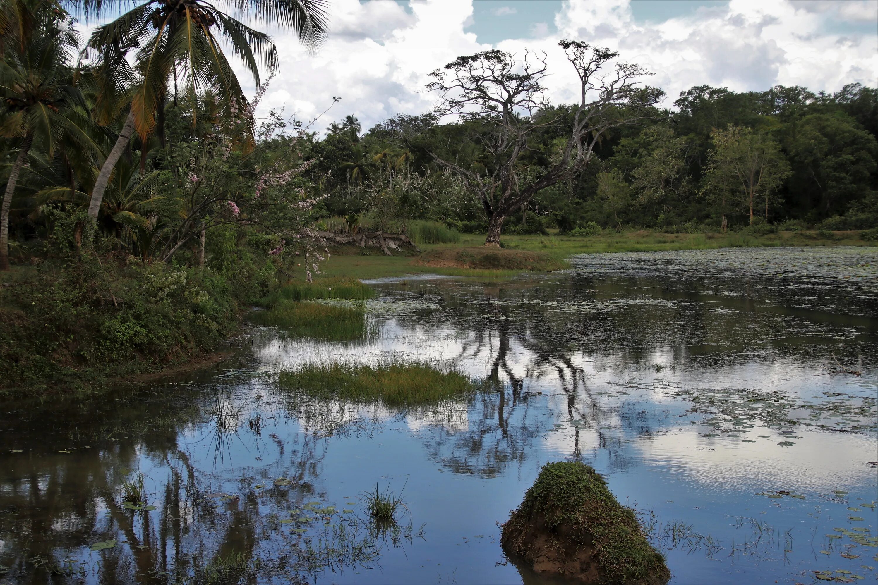 Шри Ланка джунгли. Шри Ланка природа джунгли. Тропические воды. Экзотические растения Шри Ланки. Джунгли шри ланки