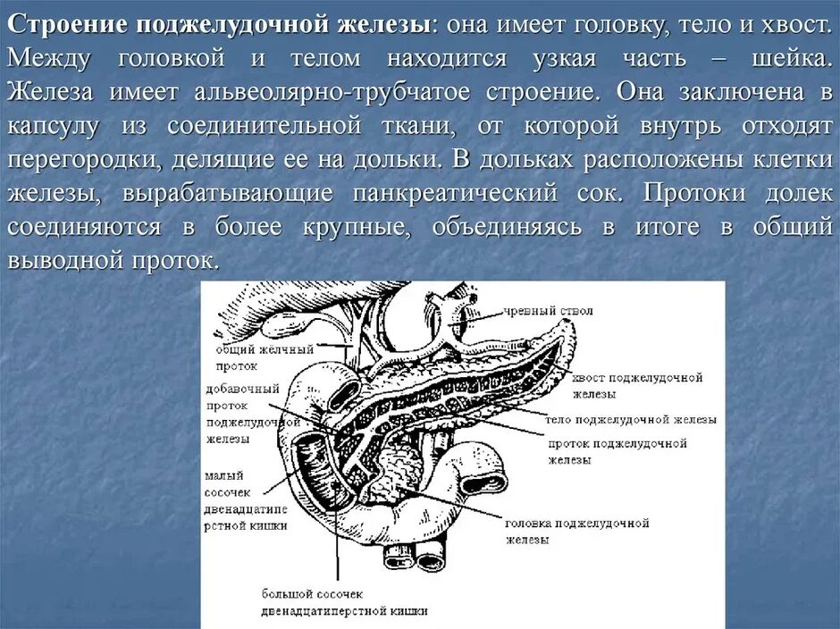 Особенности строения функции поджелудочной железы. Протоки поджелудочной железы анатомия. анатомическое строение поджелудочной железы человека. анатомия протока поджелудочной железы. поджелудочная железа анатомия топография.