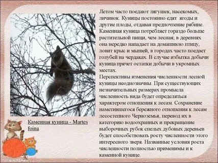 Куница описание