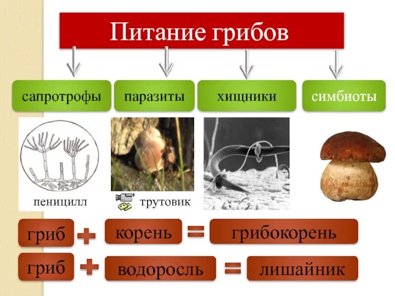 Царство грибов схемы биология 5 класс. Строение и многообразие грибов. Классификация грибов биология. Царство грибов 5 класс.