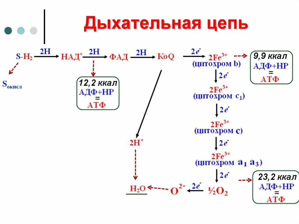Дыхательная цепь биохимия схема Компоненты дыхательной цепи