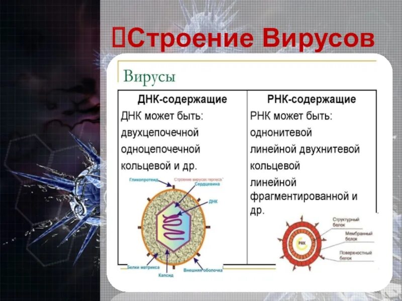 Строение и жизнедеятельность вирусов 5 класс. Строение вируса биология 10. Строение вирусов биология 10 класс. Строение вируса 5 класс биология. Функции вирусов биология 10 класс.