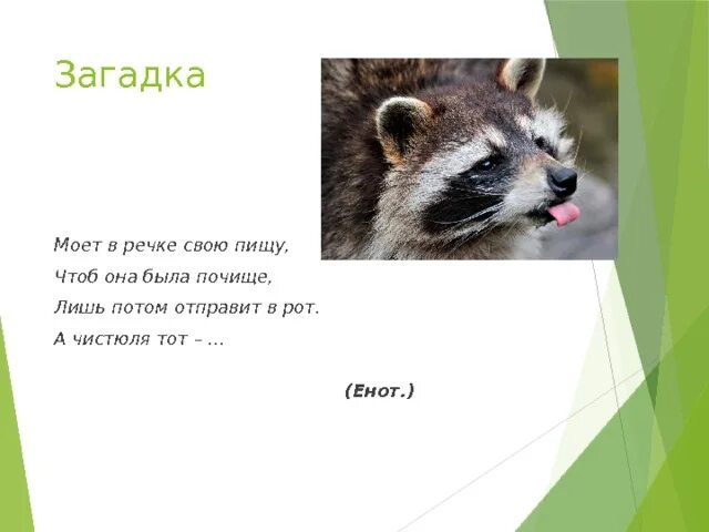 Енот количество звуков. Загадка про енота. Загадка про кнотадля детей. Загадка про енота для детей. Загадки про енотов.