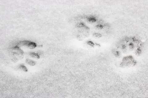 Как нарисовать следы кошки на снегу