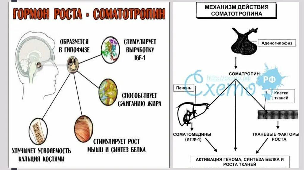 Какой гормон регулирует рост. Половая дифференцировка гипоталамуса механизм. Механизмы половой дифференцировки. Интересные факты про гипофиз. Соматропин гипофиз функции.