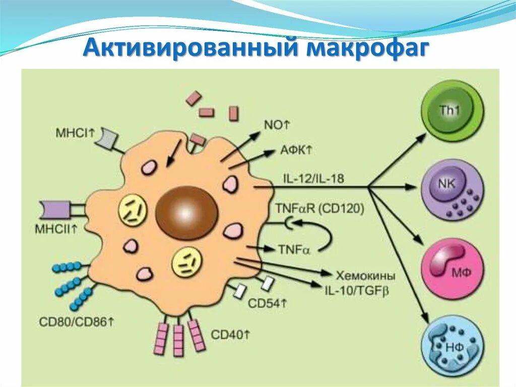 Клетка Макрофаг строение. Макрофаги микробиология. Макрофаги иммунология рисунок. Строение макрофагов иммунология. Свободные макрофаги