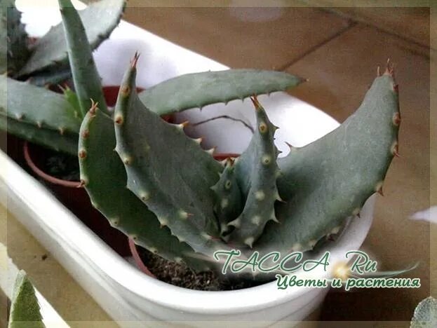 Как спасти алоэ. Как спасти алоэ. Гниющий суккулент эхеверия. Цветок без корней. Корни алоэ.