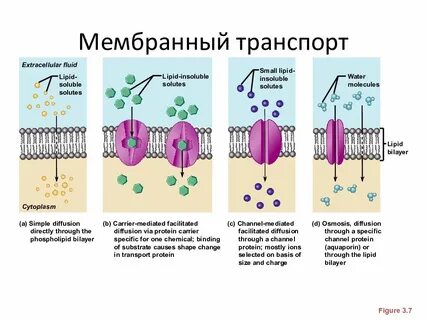 Осмос через мембрану клетки