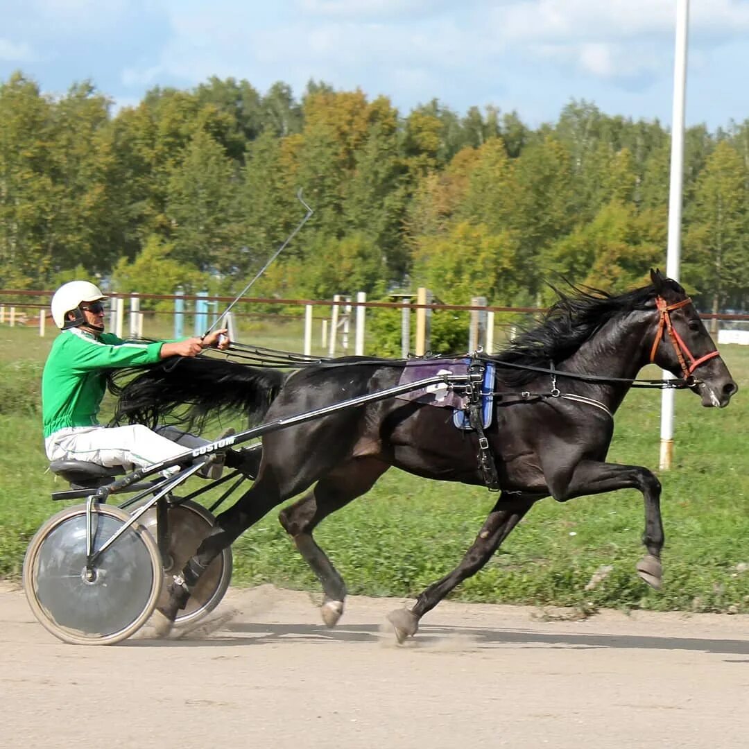 новосибирск главный ипподром на сегодня. ипподром новосибирск. новосибирск главный ипподром на сегодня. новосибирский ипподром бега 2022g. конные соревнования новосибирск.