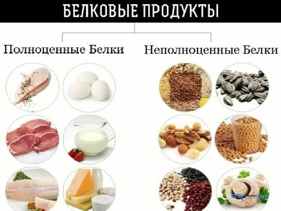 Где содержится белок в каких. Белок в продуктах. белковые продукты. полноценные и неполноценные белки. белки список продуктов.