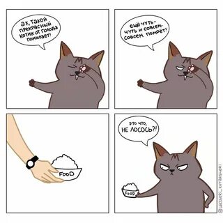 Кот канал дзен