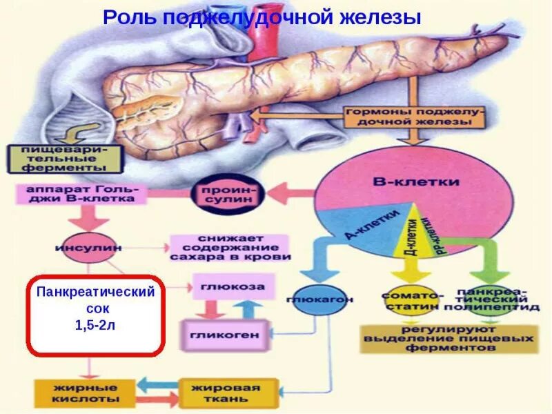 Физиология поджелудочной железы. Гормоны и ферменты поджелудочной железы. Роль поджелудочной железы в организме. Роль поджелудочной железы в организме человека.