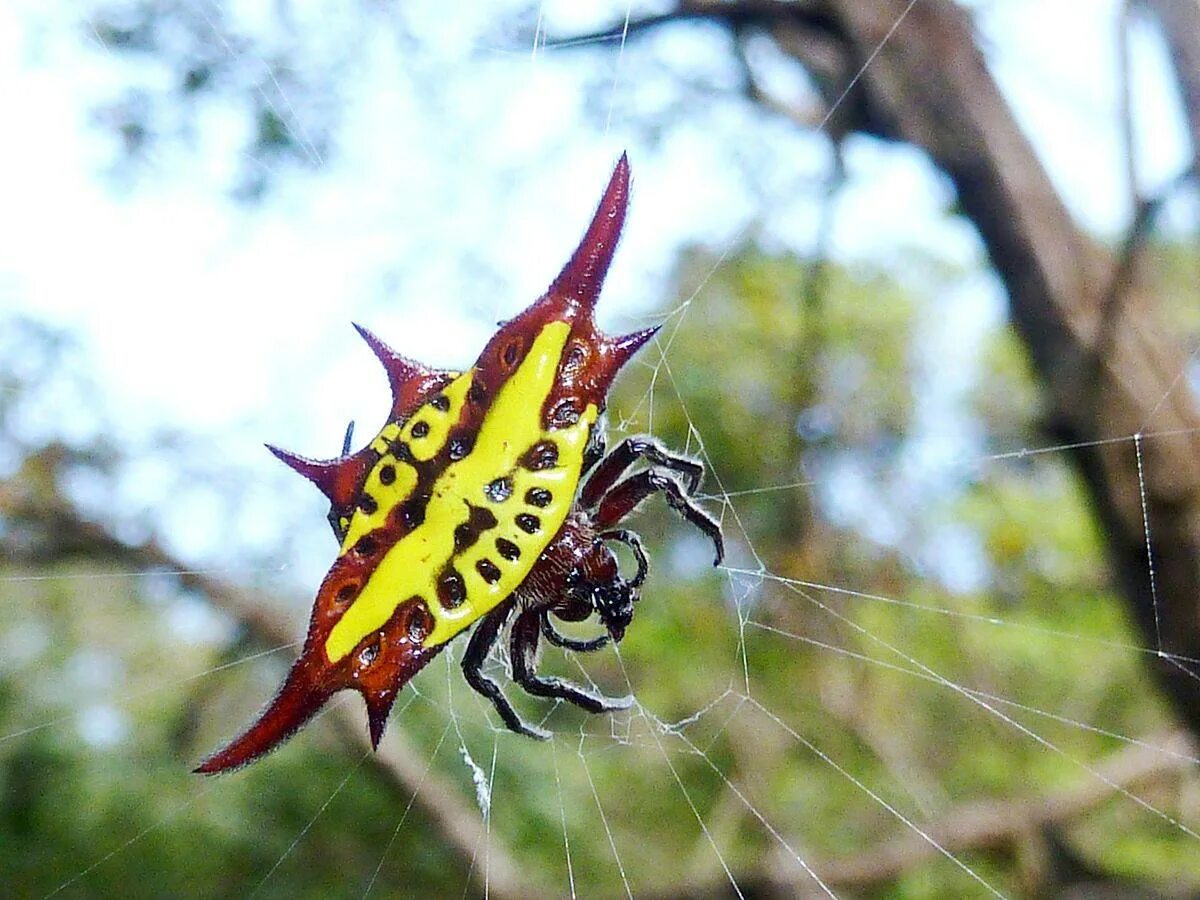 Летающий п. Gasteracantha versicolor. австралийский садовый паук-кругопряд. ядовитый кругопряд варкрафт. летающий паук.
