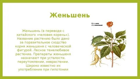 Женьши монолог