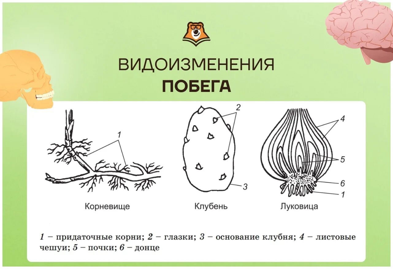 Видоизменённые подземные побеги клубень. Видоизменения побегов схема. Видоизменения стебля клубень. Строение видоизмененных побегов корневище луковица клубень. Чеснок видоизмененный корень