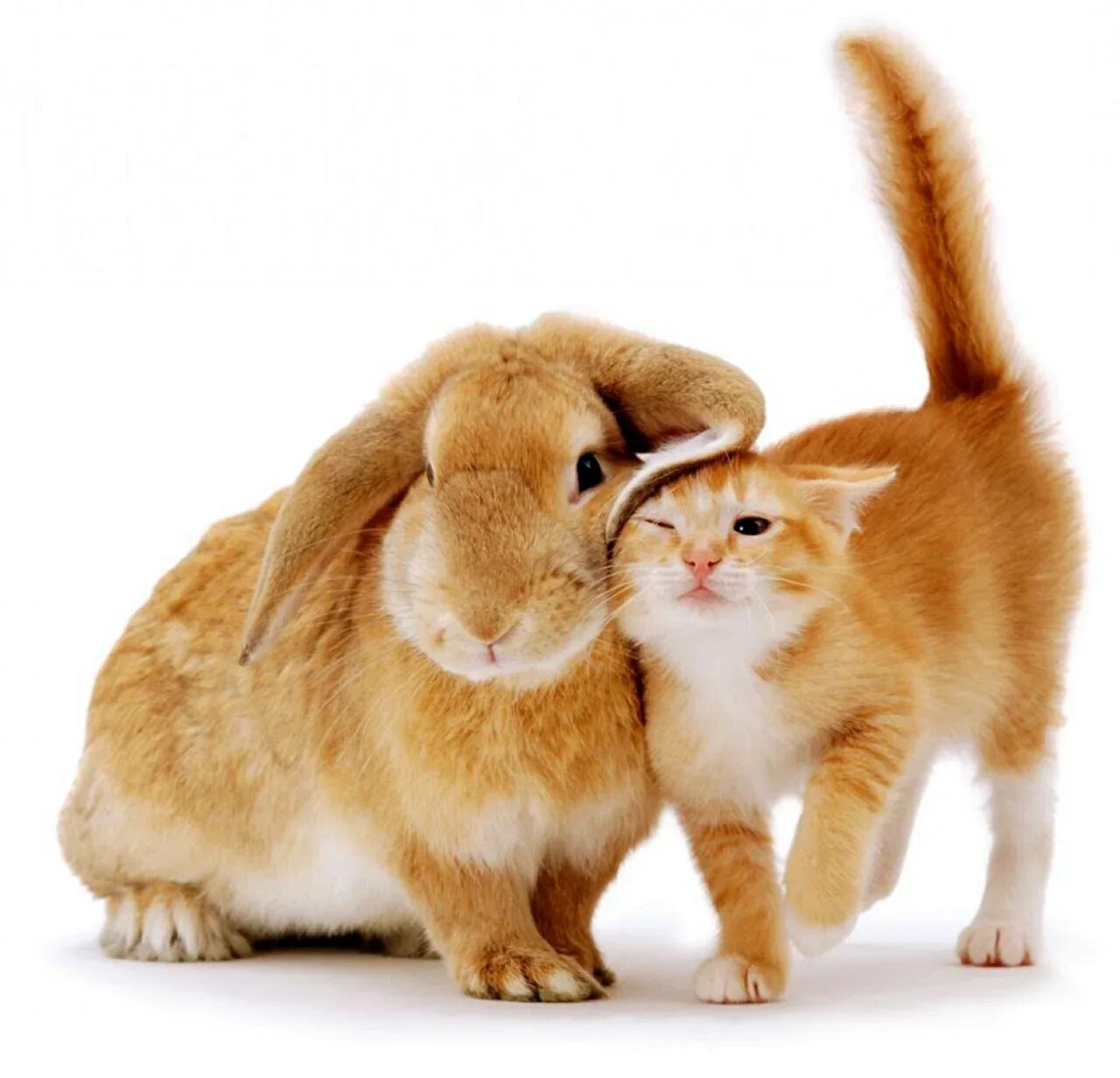 Зайчик и кошка. Кот заяц видео. Зайчик и котик. Кот и кролик. Милые котята и кролики.