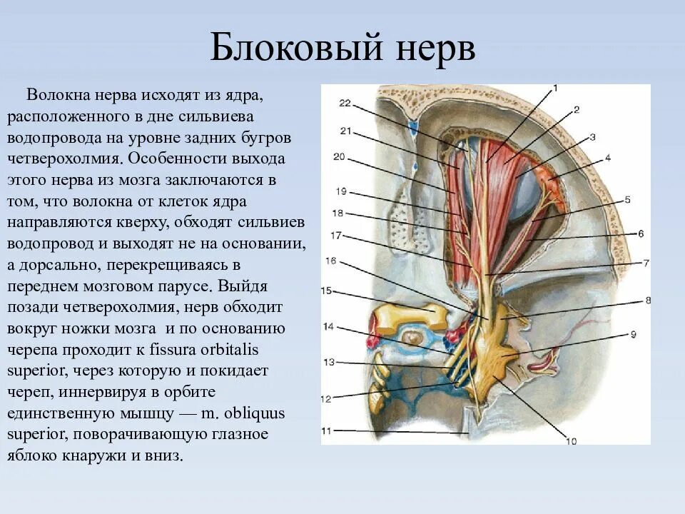 Блоковый нерв неврология. Ядра блоковидного нерва. Блоковый нерв nervus trochlearis. Блоковидный нерв схема анатомия.