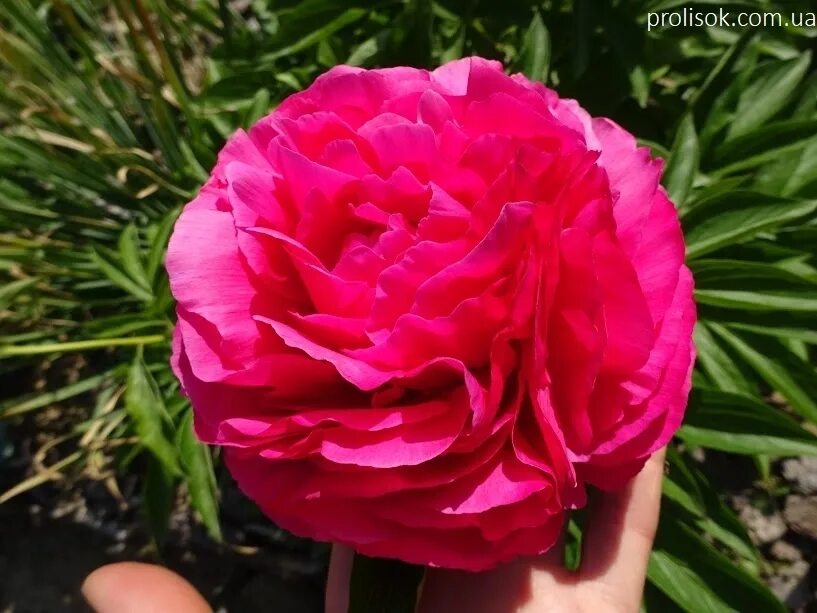 Пион роуз харт. Сильвер роуз пион (silver rose). Пион bess bockstoce. Пион роуз харт. Пион глоуинг распберри роуз.