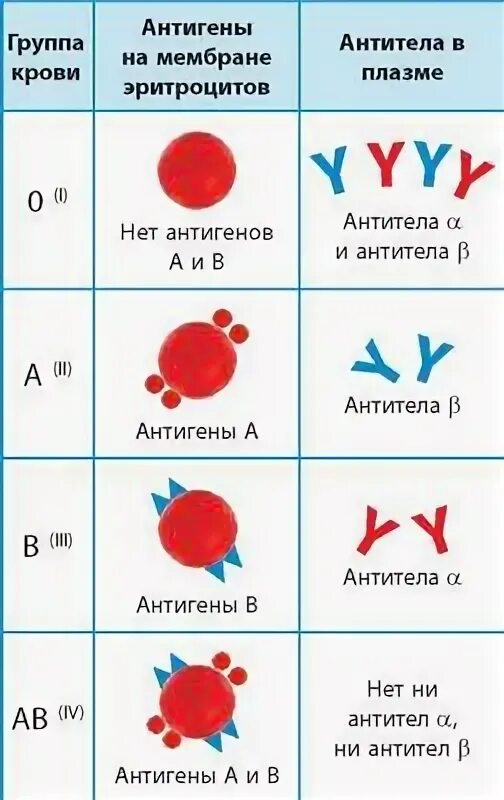 Антиген эритроцитов первой группы крови. Система ав0 группы крови. Группы крови антигены эритроцитов. Группы крови схема антигены антитела. Строение и свойства эритроцитарных антигенов и антител системы резус.