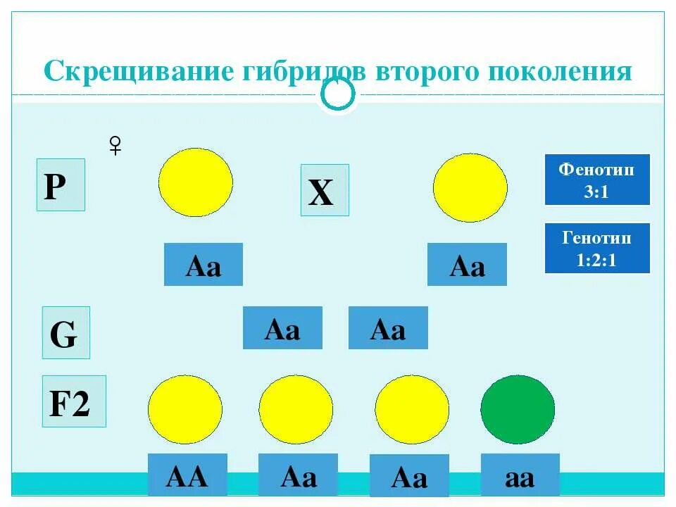 Гибриды второго поколения имеют. АА АА скрещивание. Гибриды второго поколения AA AA. Тип скрещивания АА X АА. Задачи на гибридное скрещивание Инфоурок.