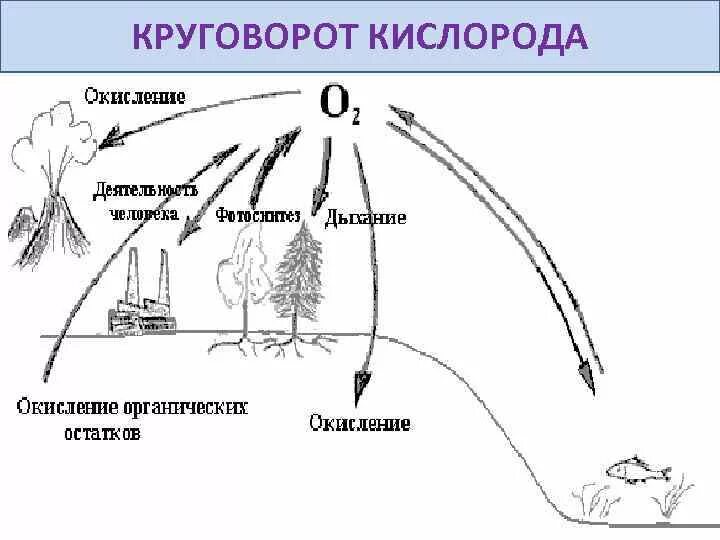 Круговорот кислорода процессы. Круговорот кислорода в природе схема. Круговорот кислорода схема биология. Биохимический круговорот кислорода. Биогеохимический круговорот кислорода.