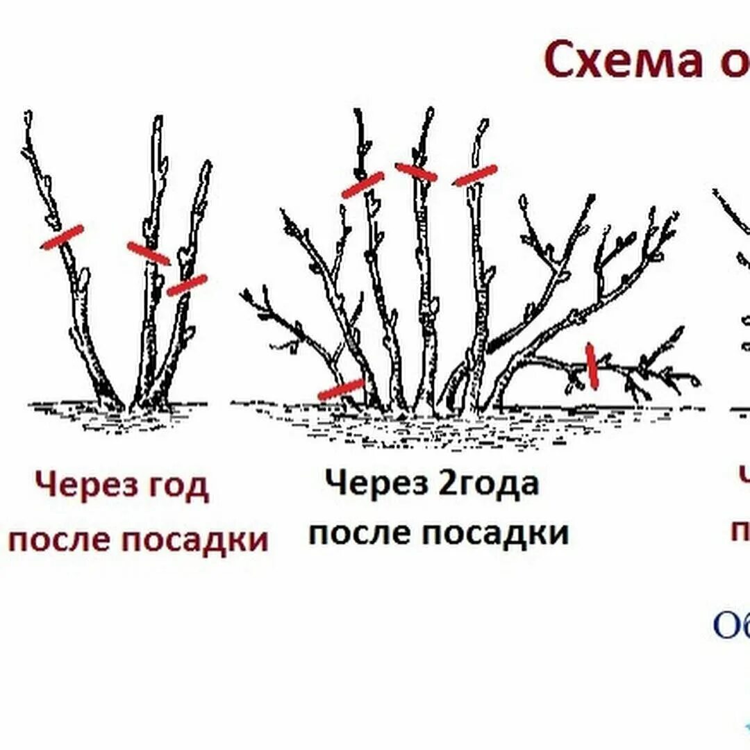 Как обрезать жимолость весной для начинающих. Схема обрезки черной смородины. Правильная обрезка смородины. Схема обрезки смородины весной. Обрезка куста смородины весной.