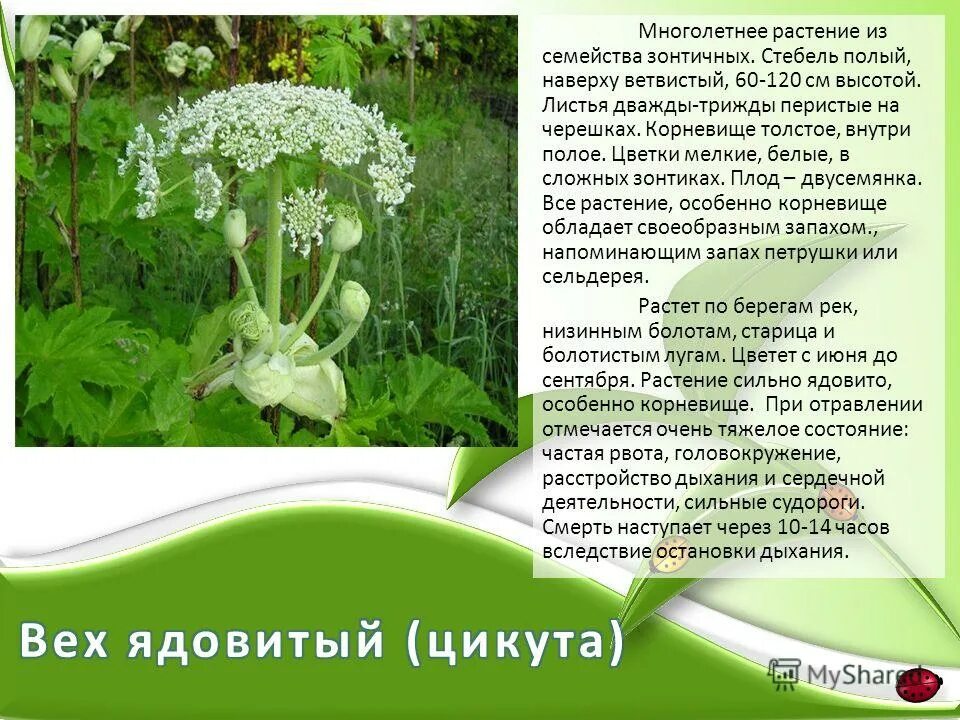 Растения с трубчатым стеблем. Цикута корень. Рейнутрия горец сахалинский. Растения с трубчатым стеблем. Купырь морковник.