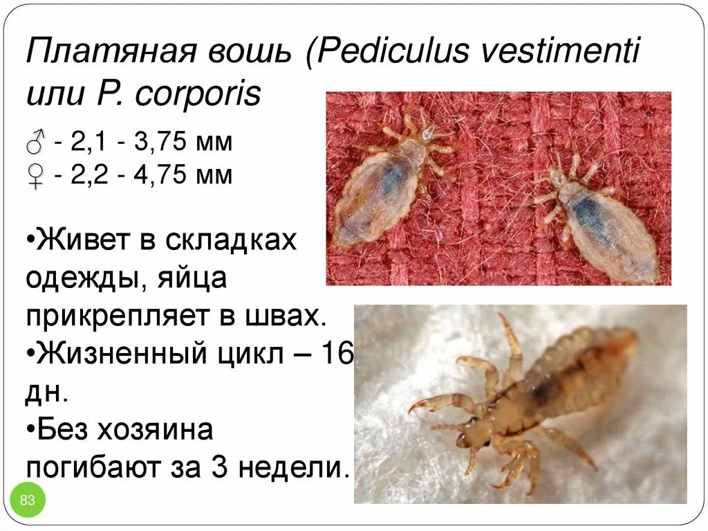 Платяная вошь как избавиться. Платяная вошь среда обитания. платяная вошь (pediculus humanus corporis).
