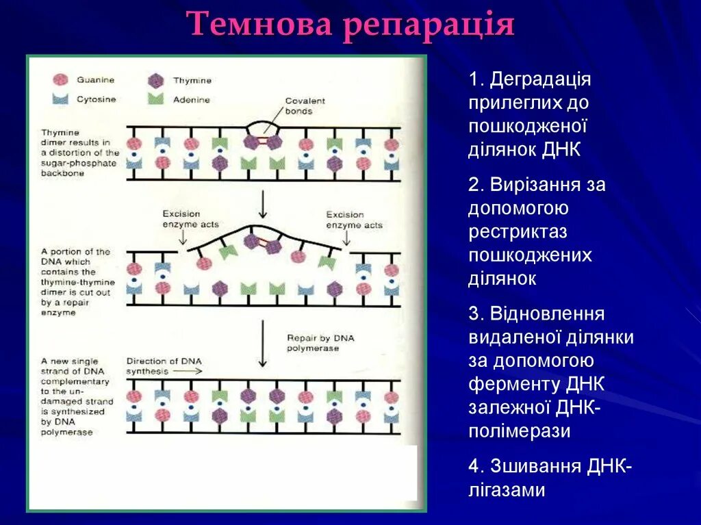 7 тестов днк 2. Темновая репарация ДНК. Фотореактивация и световая репарация. Этапы Темновой репарации ДНК. Темновая репарация ДНК этапы.