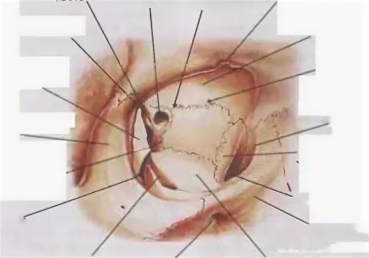 Сообщения глазницы. Верхняя глазничная вырезка. Передние и задние решетчатые отверстия глазницы. Отверстие зрительного нерва. Лобное отверстие глазницы.
