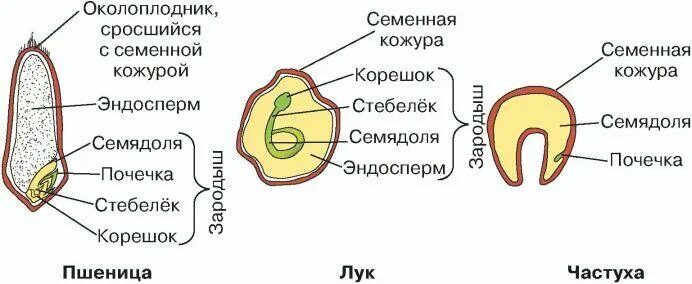Как расположен эндосперм у разных однодольных. Строение семени однодольного растения 6 класс биология. строение семени однодольного растения. строение зерновки пшеницы строение семян однодольных растений. строение семени лука.