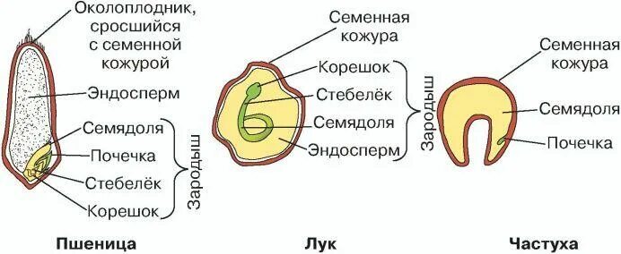 Строение семени однодольного растения 6 класс биология. Строение семени однодольного растения. Строение зерновки пшеницы строение семян однодольных растений. Строение семени однодольного растения пшеницы. Пленчатый околоплодник срастается с