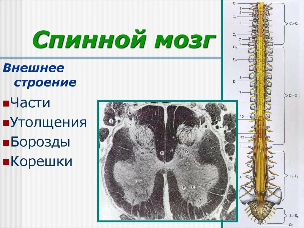 В спинном мозге выделяют. Строение спинного мозга Синельников. Внешнее строение спинного мозга. Спинной мозг рисунок. Строение спинного мозга борозды.