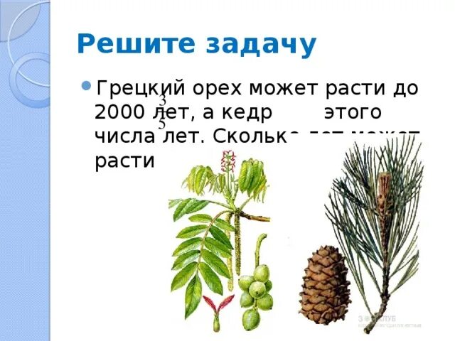 Сколько можно расти. Сколько растет кедр. Грецкий орех может расти до 2000 лет а кедр 3/5 этого числа лет. За сколько лет вырастает кедр. Задача про кедр.