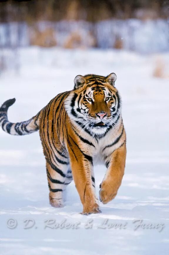 Уссурийский заповедник амурский тигр. Самый большой тигр. Russian tigers. Russian tigers. Кедровая падь амурский тигр.