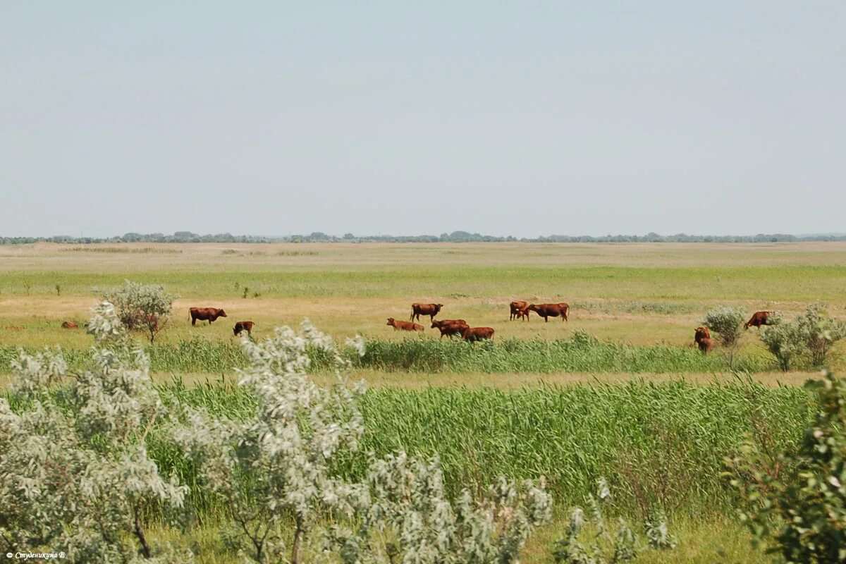 Погода в рагулях апанасенковский край. Манычское Апанасенковский район. Село Манычское Ставропольский край. С Манычское Апанасенковский район Ставропольский край. Апанасенковский район село Вознесеновское.