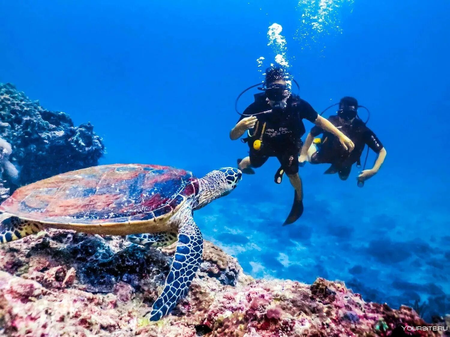 Reef tourism. Дайвинг в Тайланде. Дайвинг на Пхи Пхи. Симиланы Пхукет дайвинг. Скуба дайвинг.