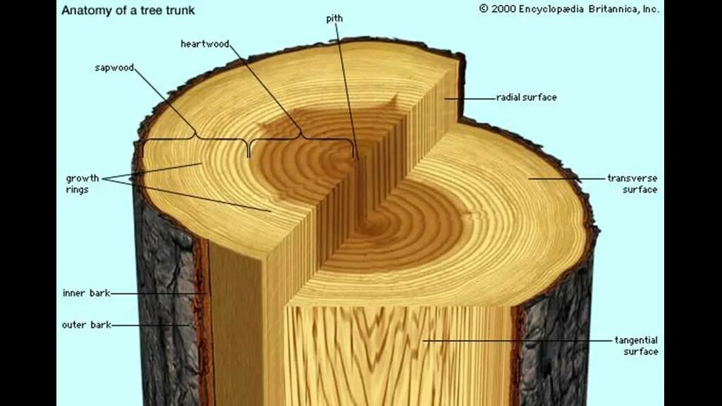 Макроструктура древесины радиальный срез. Макроскопическое строение древесины. Строение ствола дерева. Срез ствола дерева.
