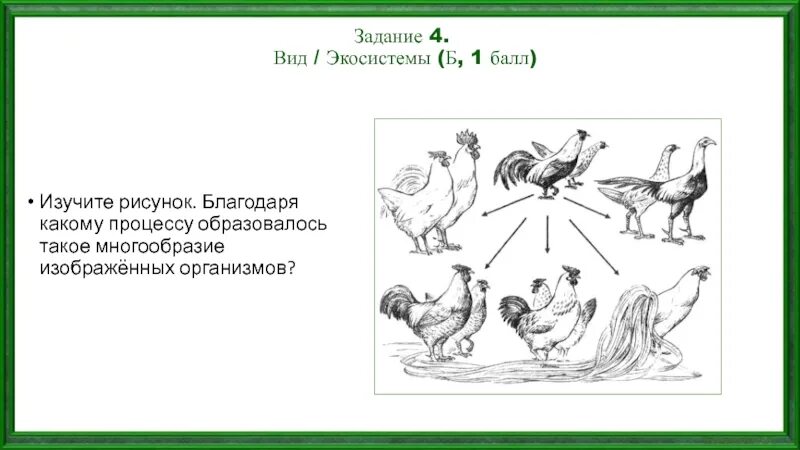 Опираясь на фрагмент многообразие. Благодаря какому процессу. Породы кур выведенные человеком от общего предка. Благодаря какому процессу можно наблюдать многообразие домашних кур. Благодаря какому.