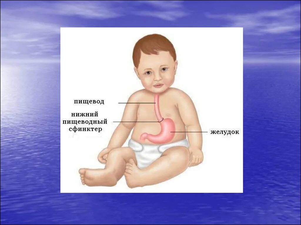 Пищевод у детей. Желудочно-кишечный тракт ребенка. Система пищеварения для детей.
