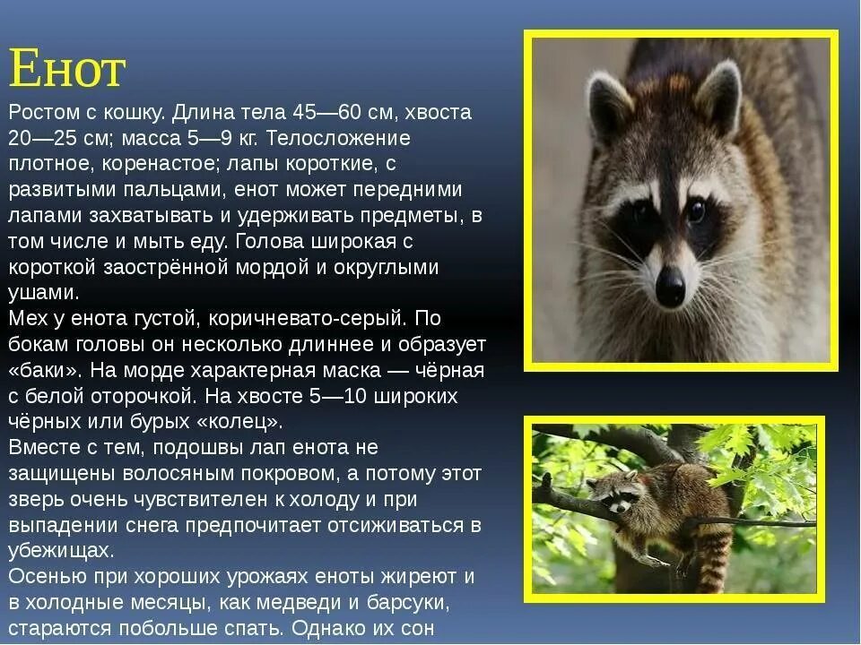 Енот описание. Рассказ о еноте. Животные енот описание. Описание енота для детей. Я енотик полоскун текст