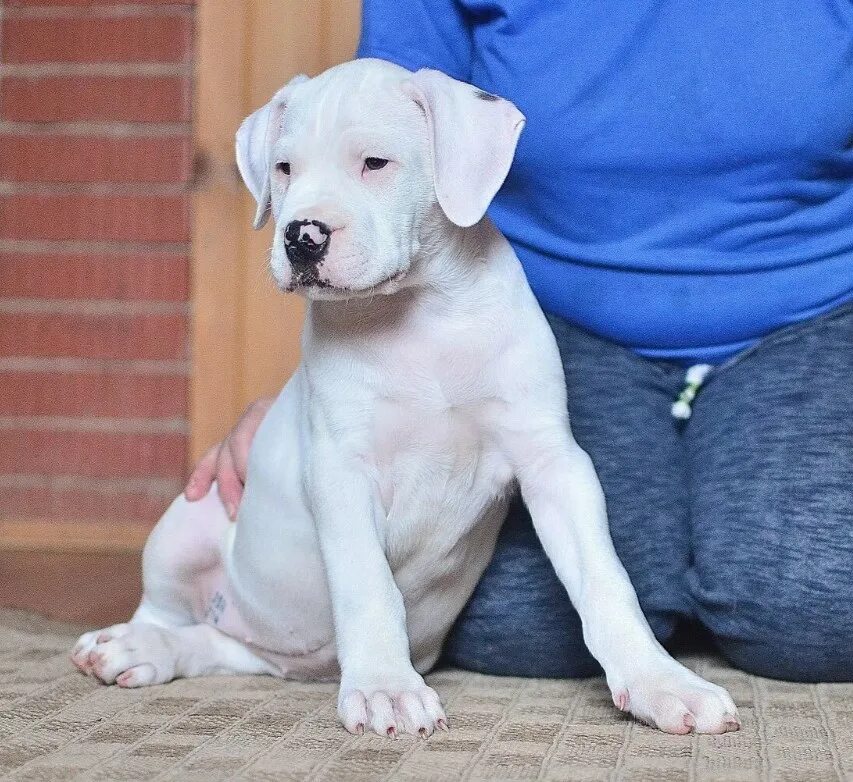 Дог 2 месяца. Немецкий дог щенок 6 месяцев. Дог 2 месяца. Щенок немецкого дога 4 месяца. Дог 2 месяца.