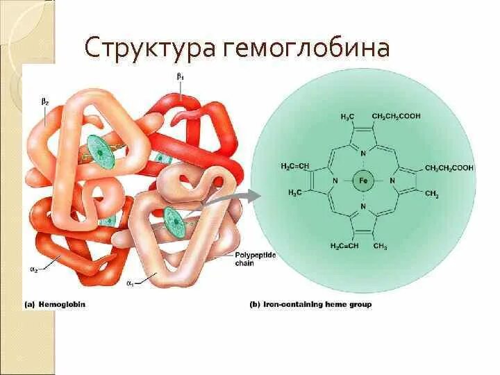 Какова функция миоглобина. Строение гемоглобина и миоглобина. Строение и функции гемоглобина и миоглобина. Миоглобин строение. Функции гемоглобина и миоглобина биохимия.