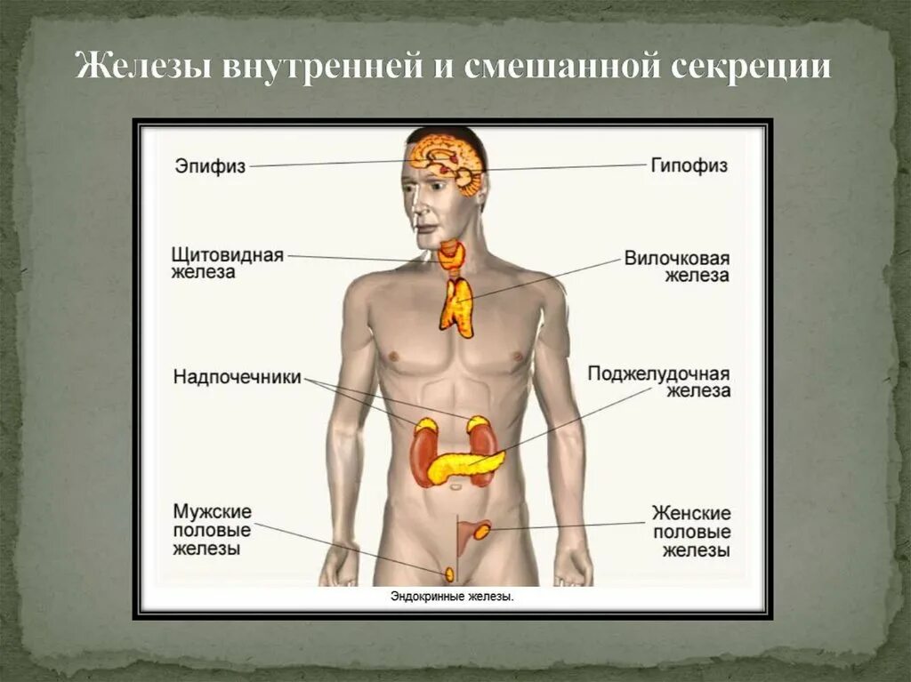 Как называют женскую железу. Железы внутренней секреции человека 8 класс биология. Месторасположение желез внутренней секреции рисунок. Рис 59 железы внутренней секреции. Железы внутренней и смешанной секреции рисунок.