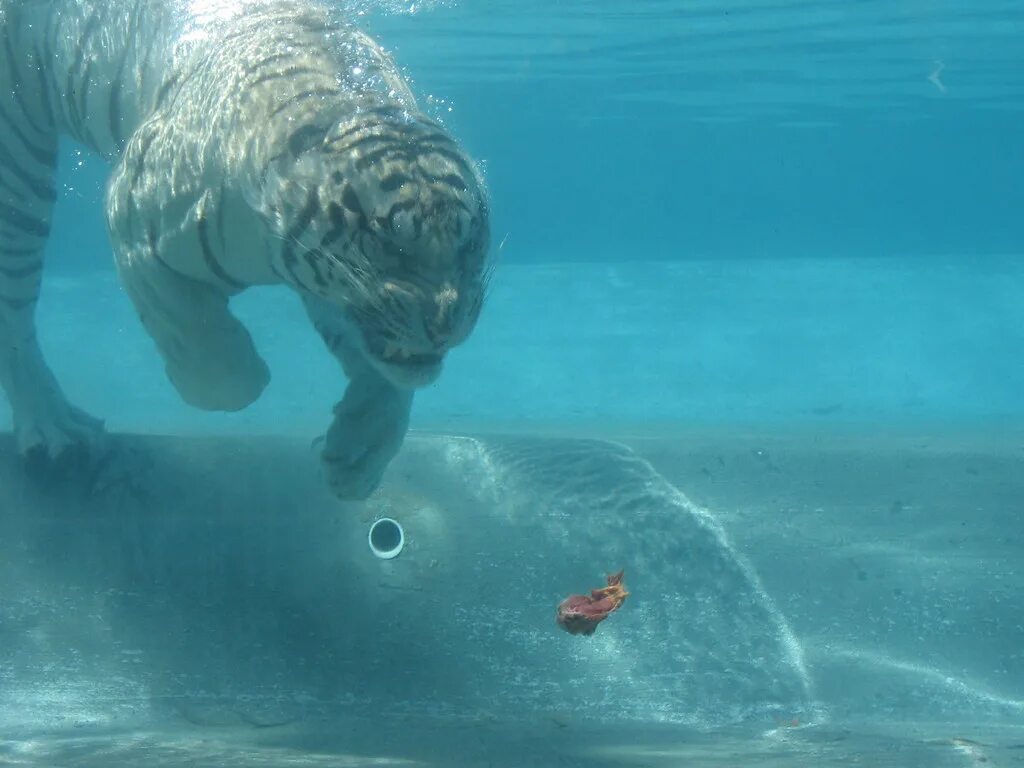 Амурский тигр. Tiger под. Гранни набор алмазной вышивки индийский тигр (ag250) 27х38 см. Бенгальский тигр альбинос. Tiger под.