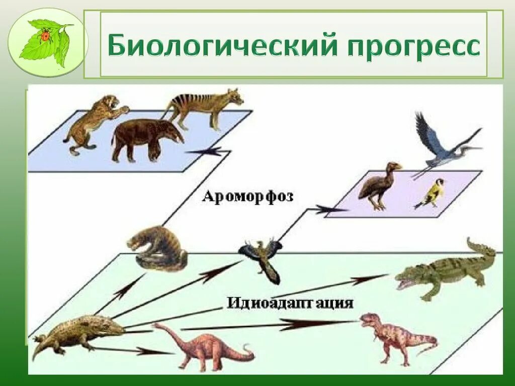 Прогрессивные эволюционные изменения. Ароморфоз примеры у животных. Процесс эволюции. Пример ароморфоза у животных – возникновение. Примеры ароморфоза в биологии у животных.